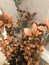 Load image into Gallery viewer, 52&quot; Leaf Spray - Brown
