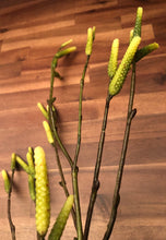 Load image into Gallery viewer, 30&quot;Alder Spray
